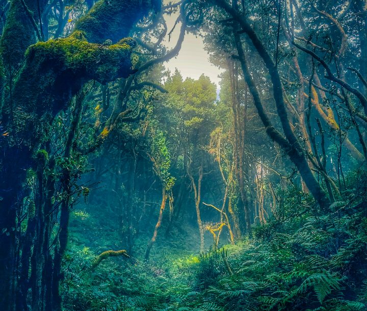 Magischer Ort mit Historie La Gomera