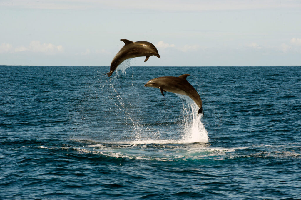Whaleewatching Madeira MITourA