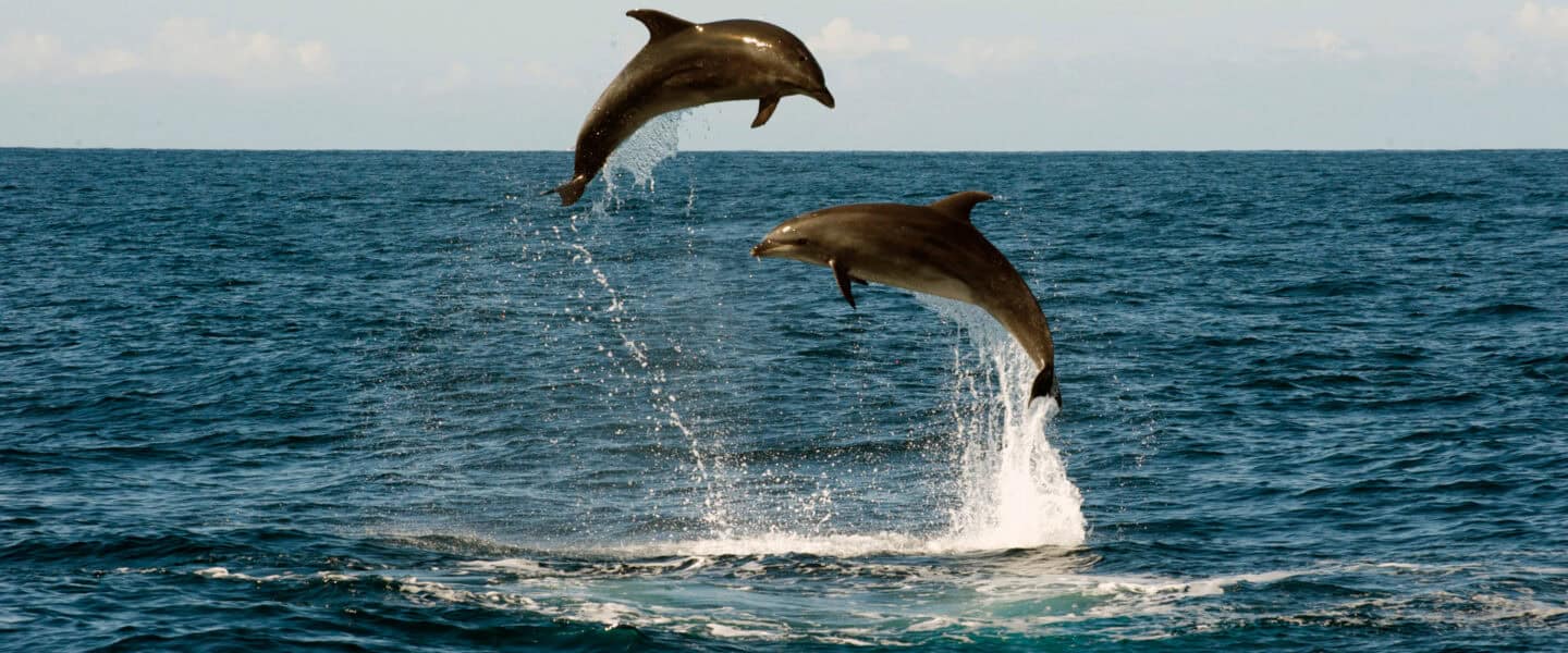 Whaleewatching Madeira MITourA