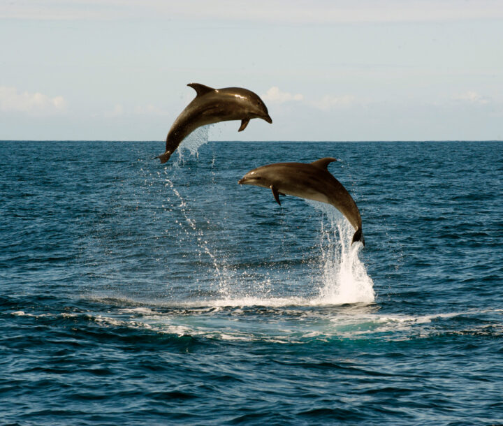 Whaleewatching Madeira MITourA