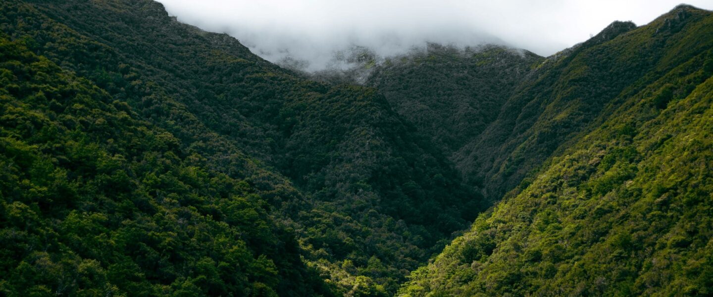 Lorbeerwald von Madeira MITourA wandern